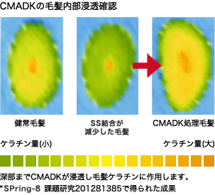 CMADKの毛髪内部浸透確認