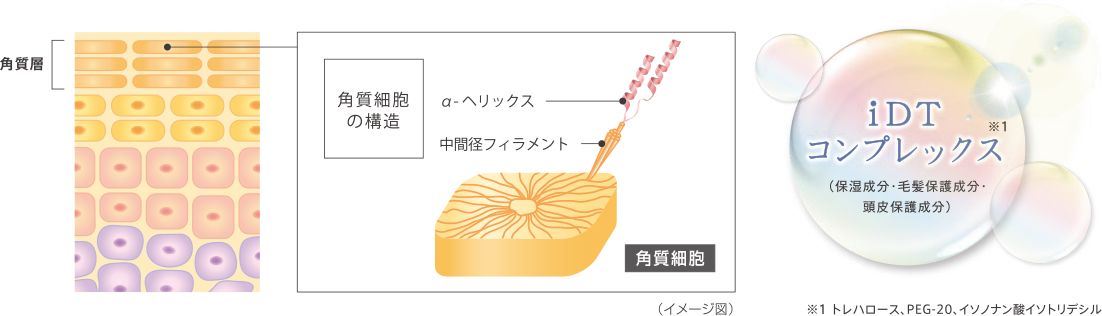 角質細胞の構造