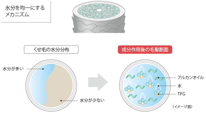 水分を均一にするメカニズム