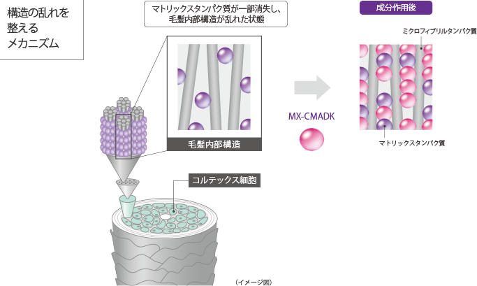 構造の乱れを整えるメカニズム