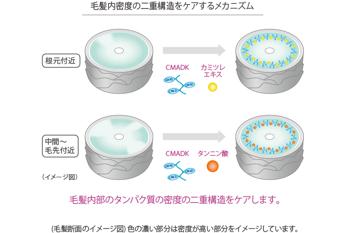 毛髪内密度の二重構造をケアするメカニズム