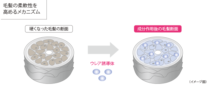 毛髪の柔軟性を高めるメカニズム