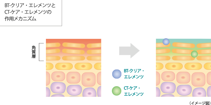 BT-クリア・エレメンツとCT-ケア・エレメンツの作用メカニズム