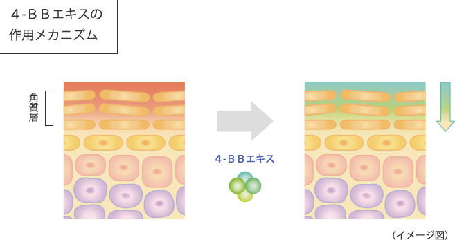 4-BBエキスの作用メカニズム