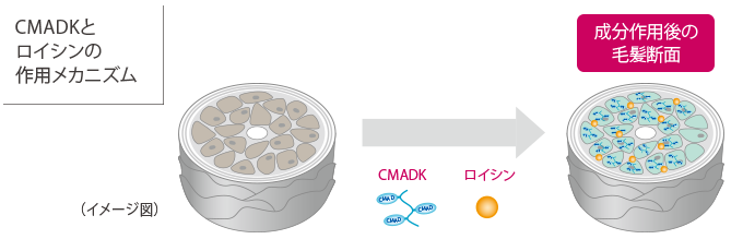 CMADKとロイシンの作用メカニズム