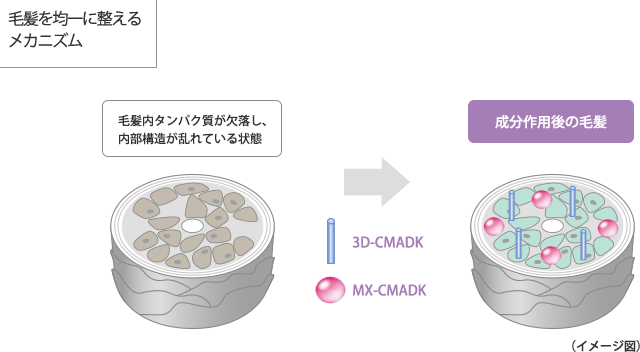 毛髪を均一に整えるメカニズム