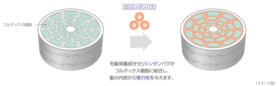 セリシンタンパク