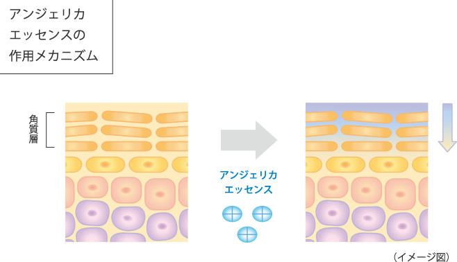 アンジェリカエッセンスの作用メカニズム