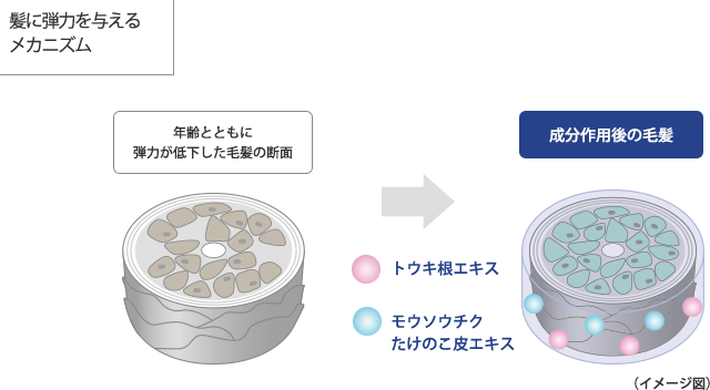 髪に弾力を与えるメカニズム