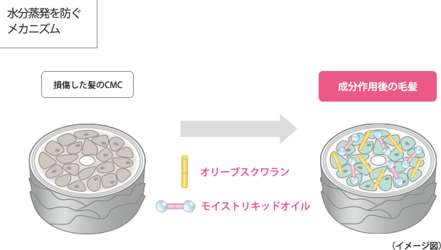 水分蒸散を防ぐメカニズム