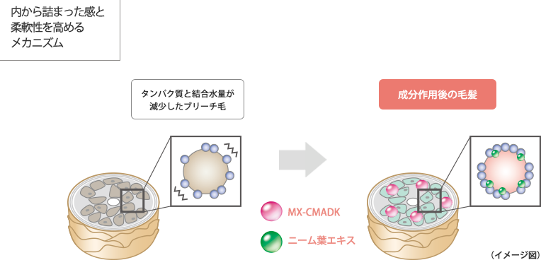 内から詰まった感と柔軟性を高めるメカニズム