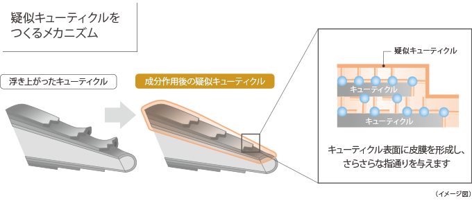 疑似キューティクルをつくるメカニズム