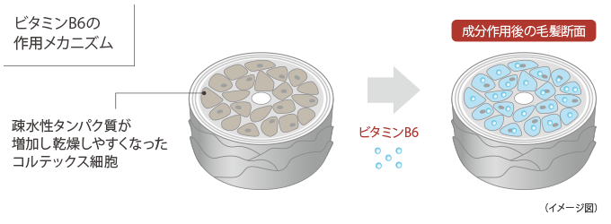 ビタミンB6の作用メカニズム