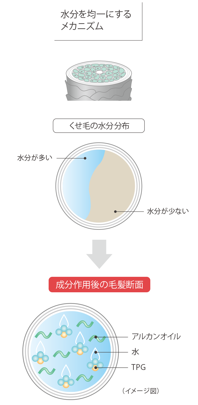 水分を均一にするメカニズム