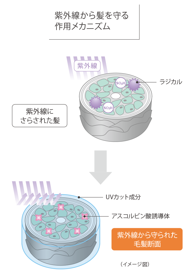 紫外線から髪を守る作用メカニズム