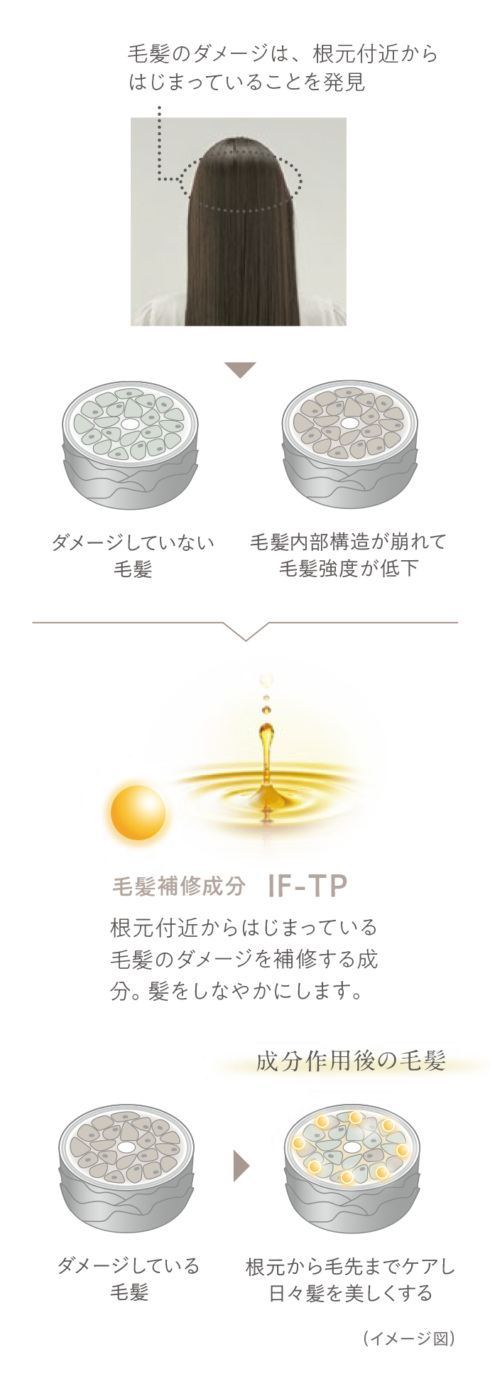 毛髪のダメージは、根元付近から始まっていることを発見。毛髪内部構造が崩れて毛髪強度が低下する。 毛髪補修成分であるIF-TPは、根元付近からはじまっている毛髪のダメージを補修する成分。髪をしなやかにします。成分作用後の毛髪は根元から毛先までケアし、日々髪を美しくします。