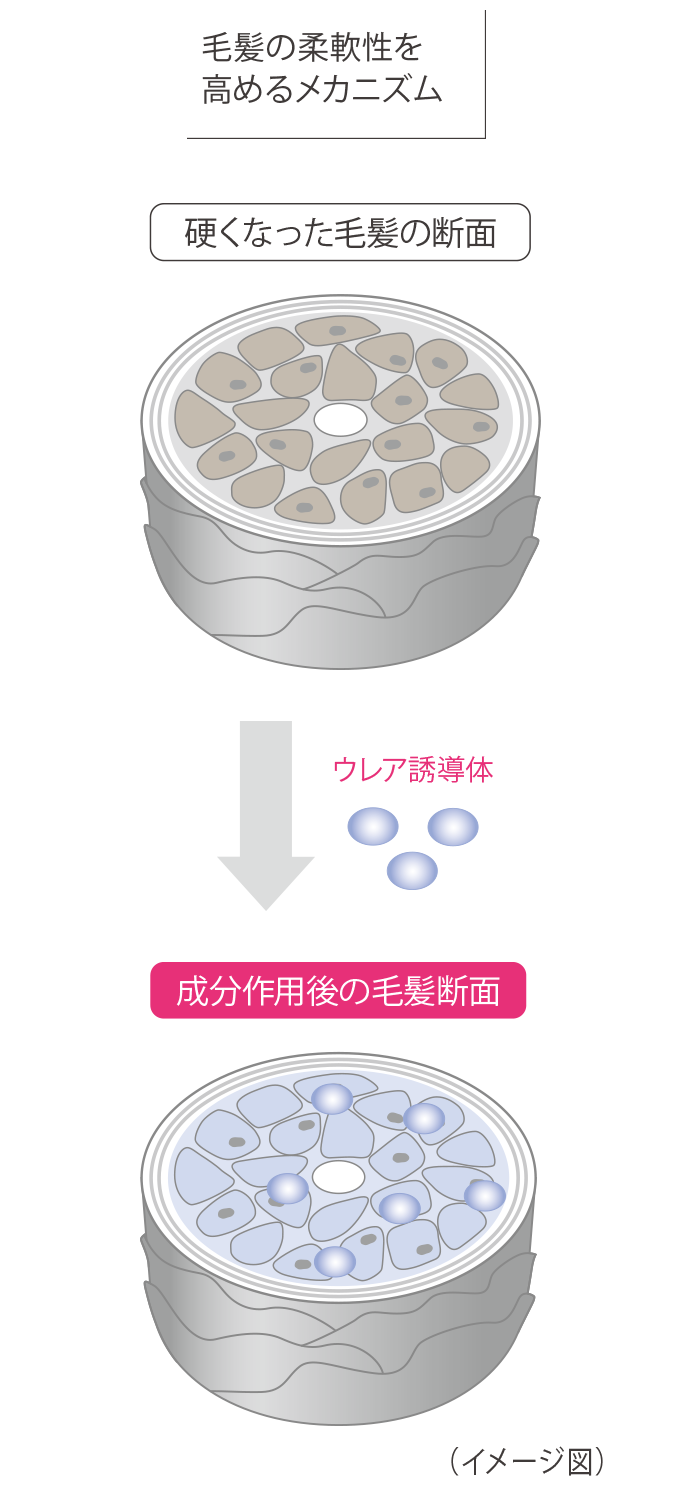 ウレア誘導体 イメージ図