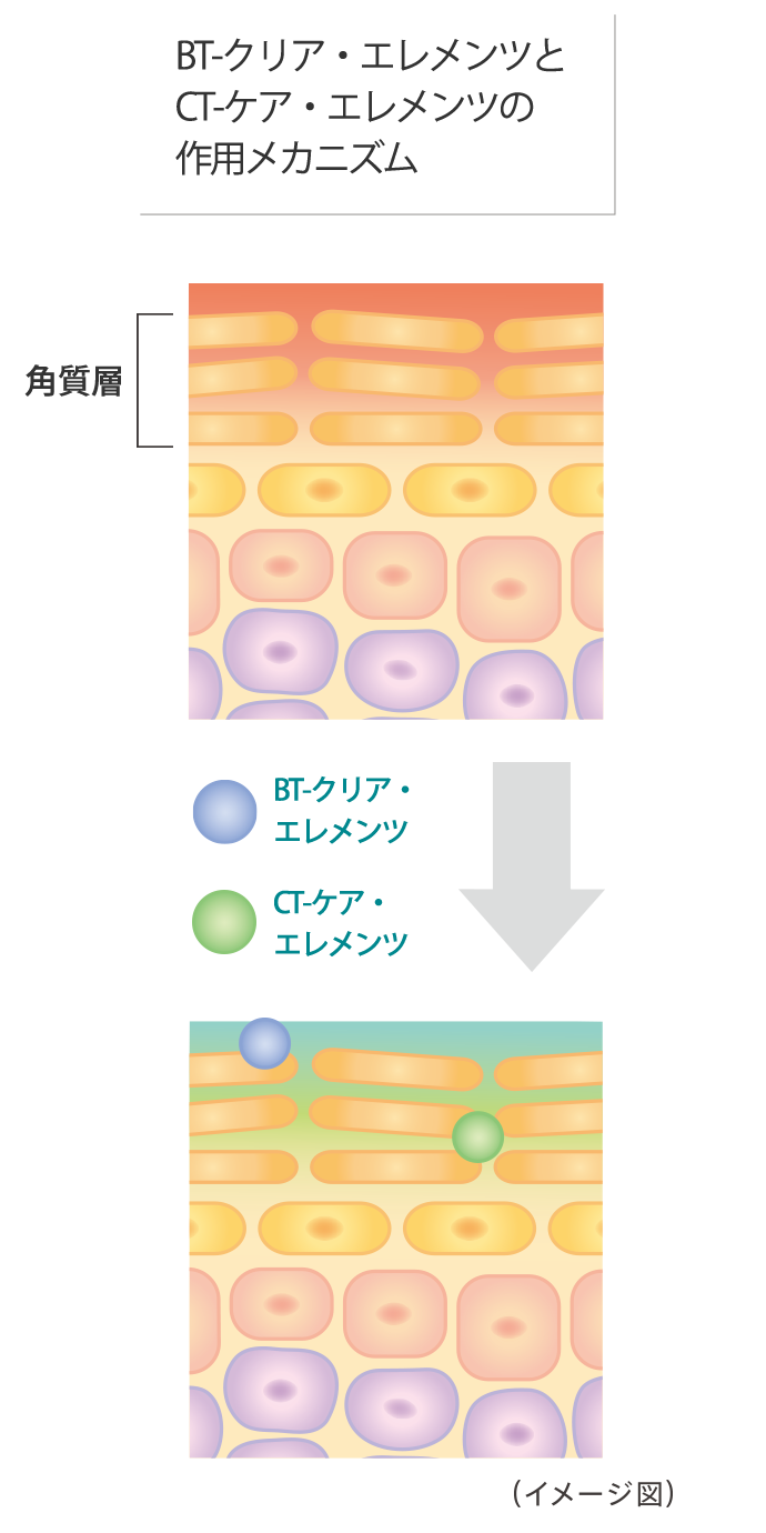 BT-クリア・エレメンツとCT-ケア・エレメンツの作用メカニズム