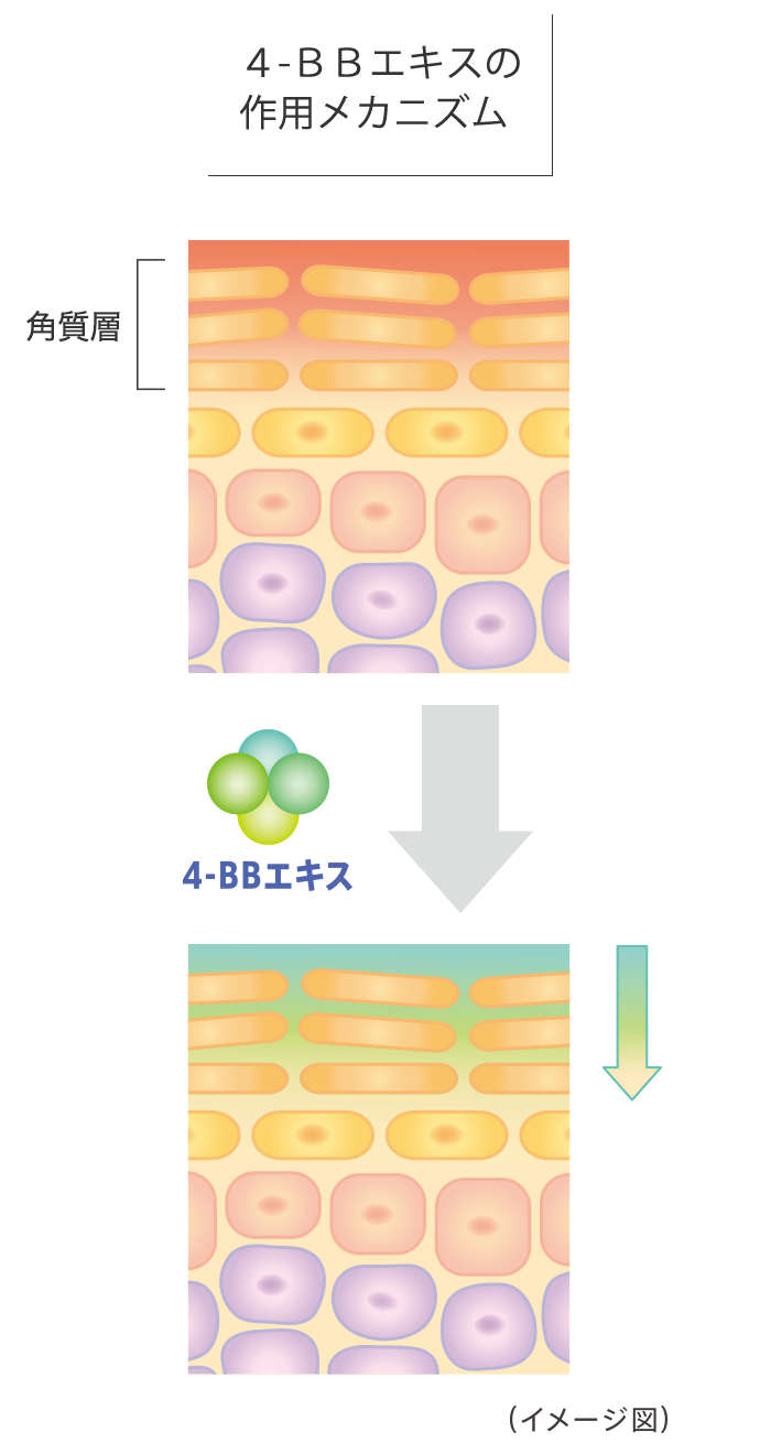 ４-ＢＢエキスの作用メカニズム