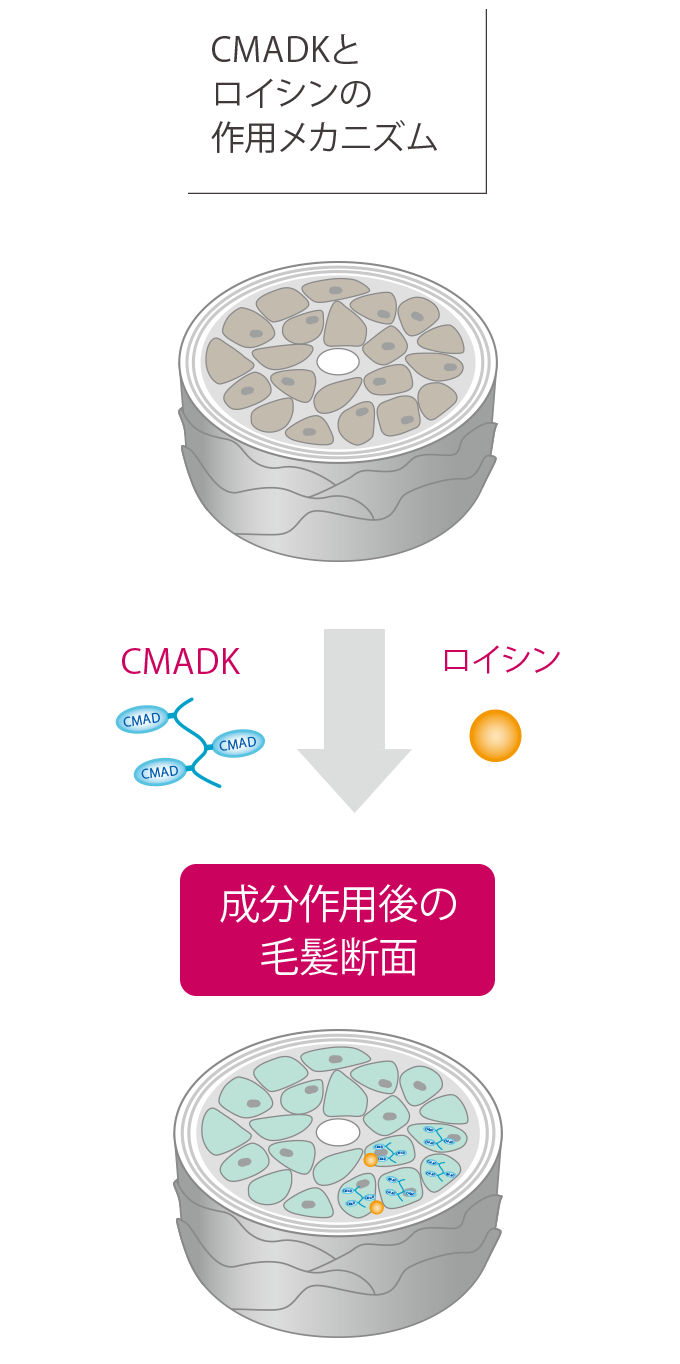 イミュライズ毛髪強度ケア   オージュア