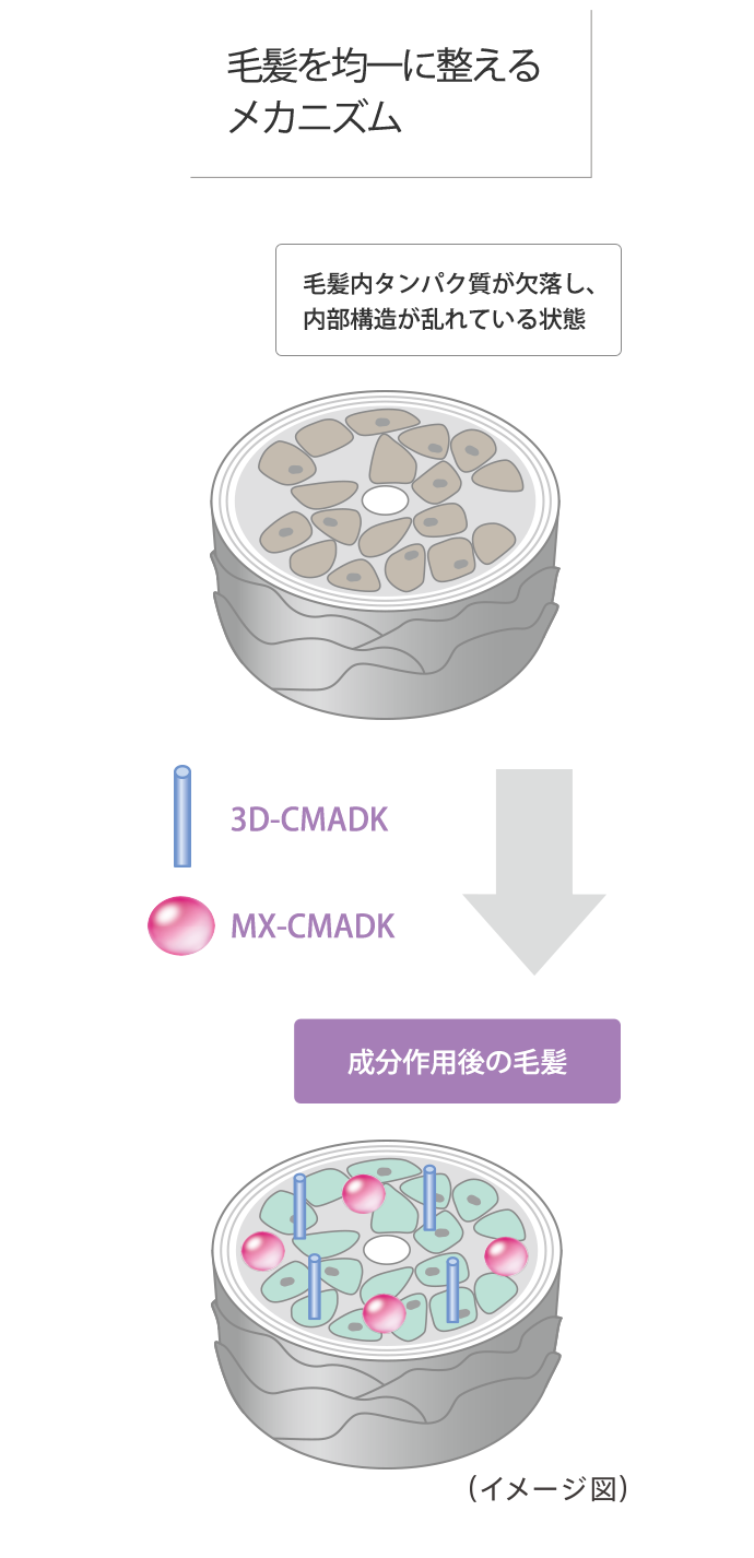 毛髪を均一に整えるメカニズム