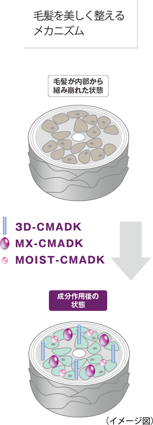 毛髪を美しく整えるメカニズム