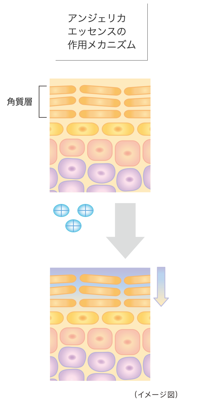 アンジェリカエッセンスの作用メカニズム