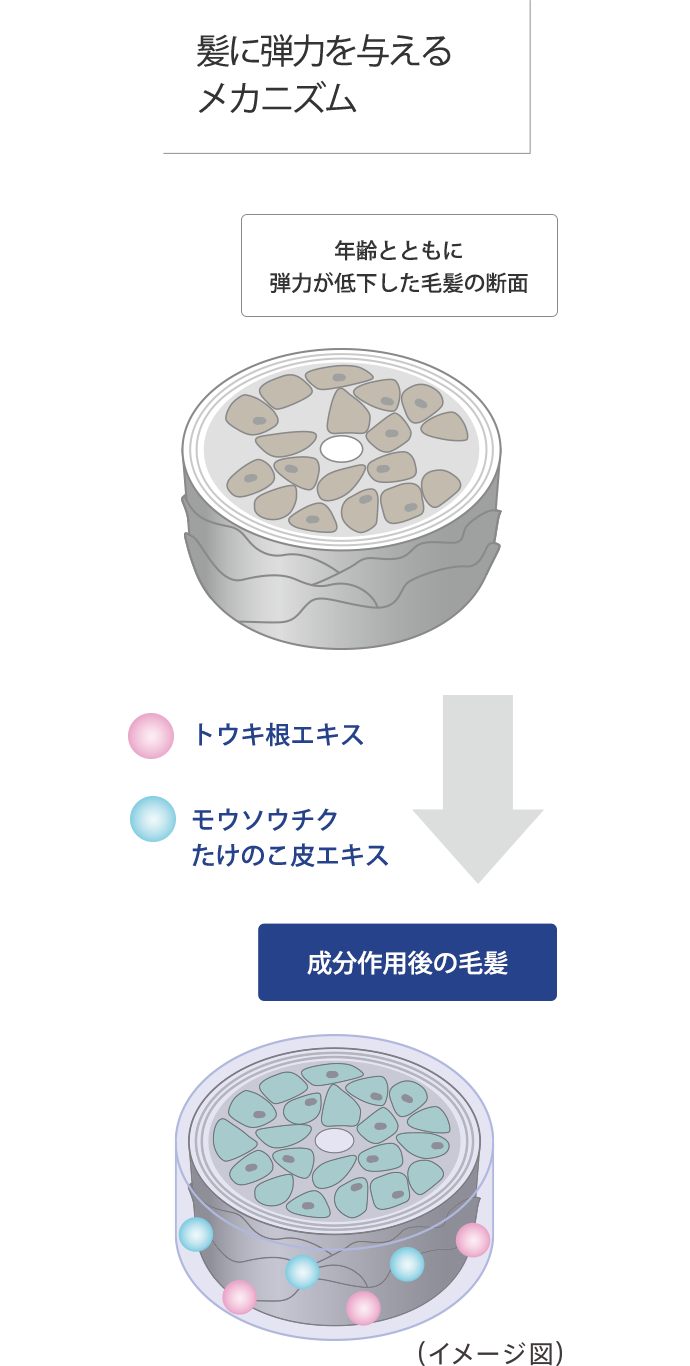 髪に弾力を与えるメカニズム