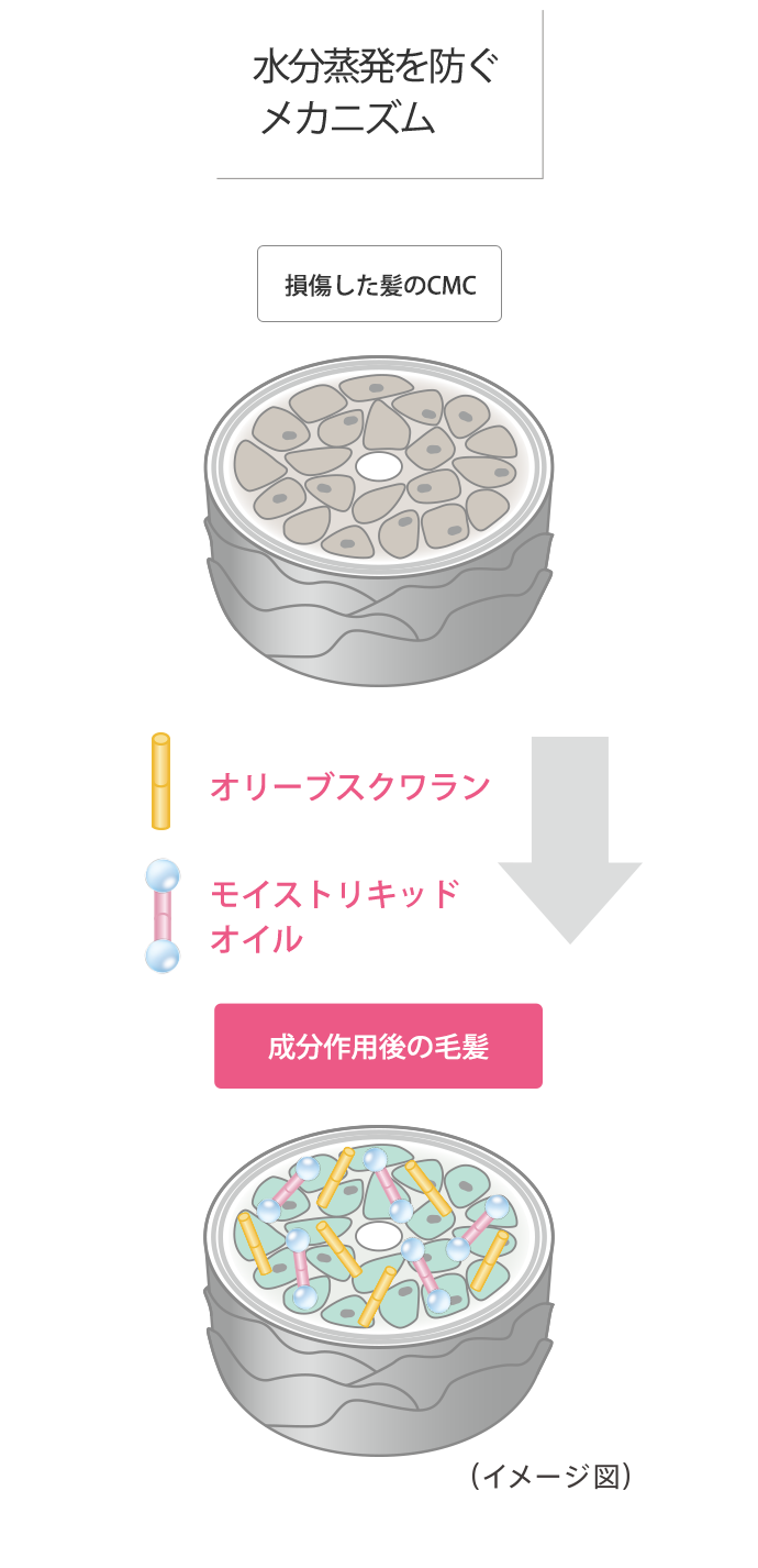 CMADKとロイシンの作用メカニズム