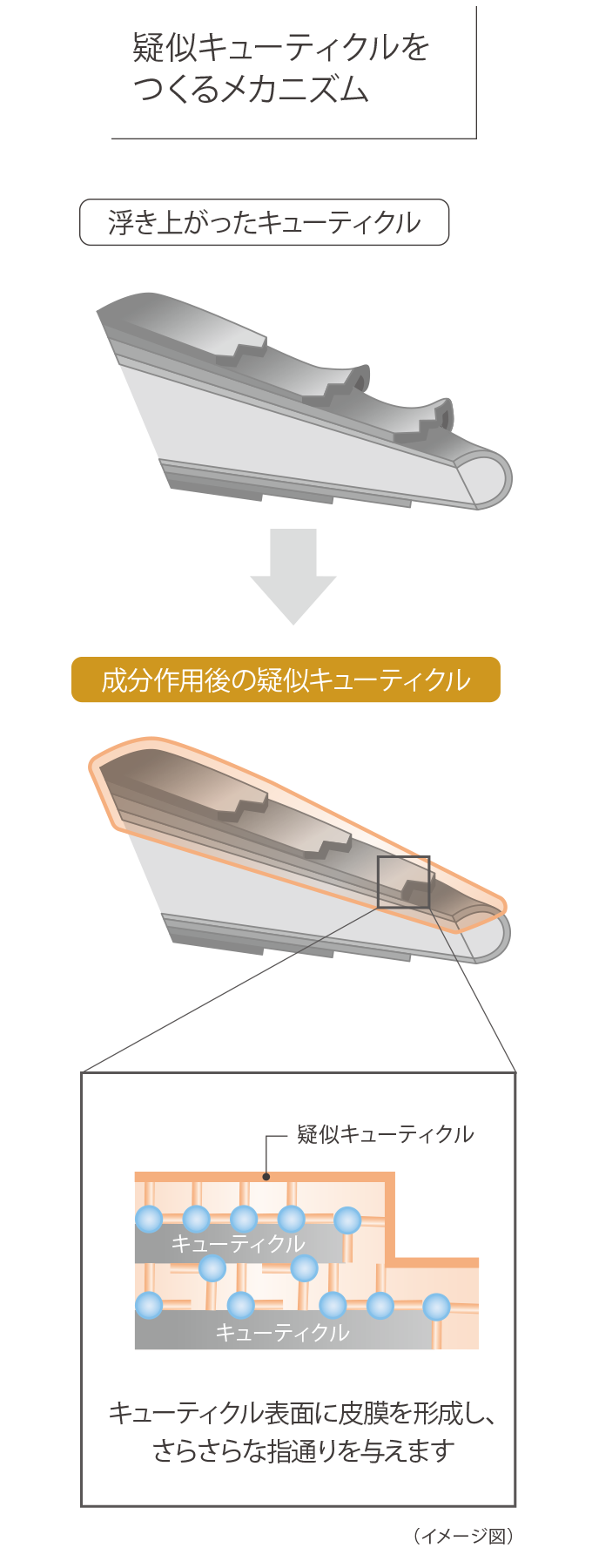 疑似キューティクルをつくるメカニズム