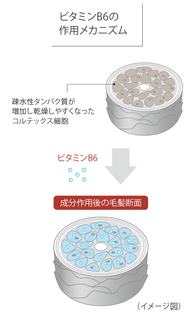 ビタミンB6の作用メカニズム